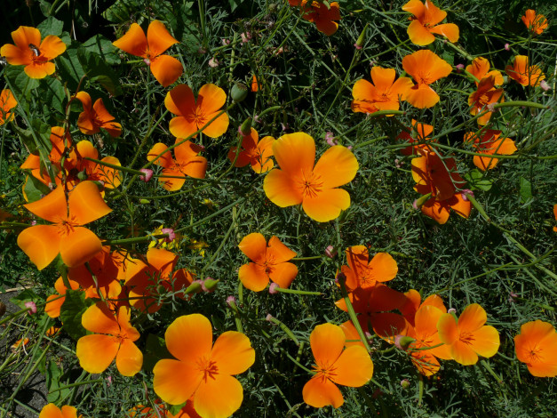 Обои картинки фото цветы, эшшольция, лепестки