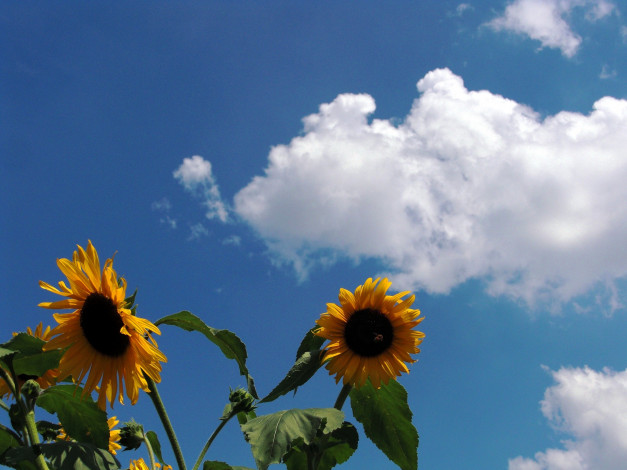 Обои картинки фото цветы, подсолнухи, облака, листья