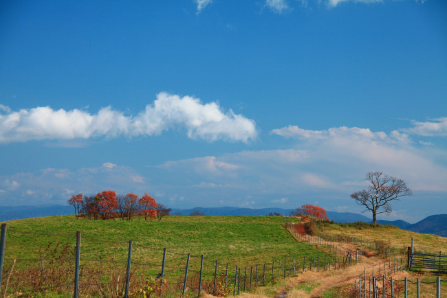 Обои картинки фото природа, дороги, забор, деревья