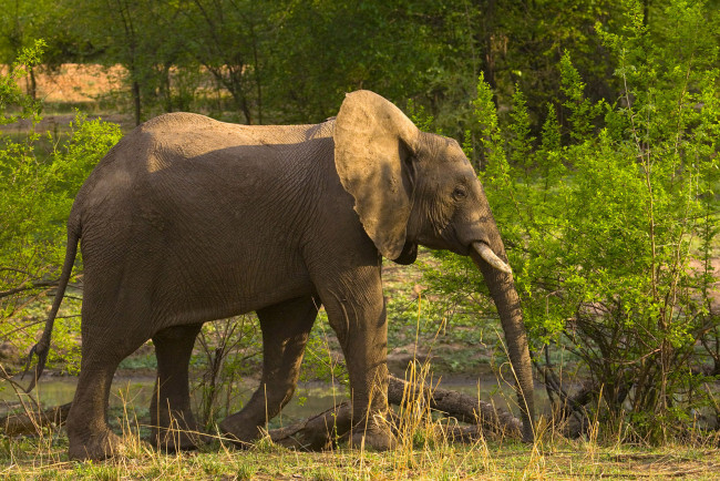 Обои картинки фото животные, слоны, кусты