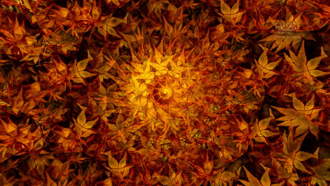 Обои картинки фото 3д, графика, fractal, фракталы, цвета, фон, узор