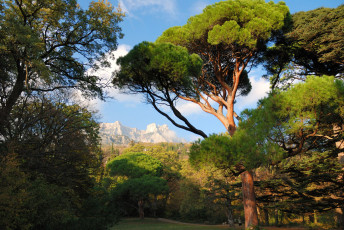 Картинка мисхор крым природа парк деревья