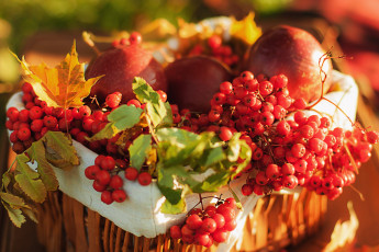 Картинка еда фрукты ягоды яблоки калина