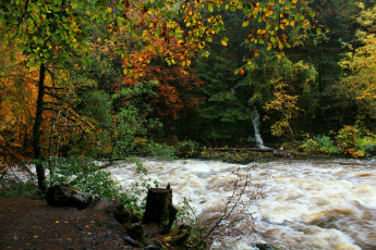 Картинка природа реки озера лес поток река
