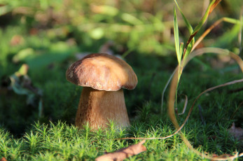 Картинка природа грибы боровик