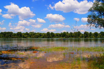 Картинка сербия обреновац природа реки озера река лес побережье