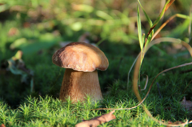 Обои картинки фото природа, грибы, боровик