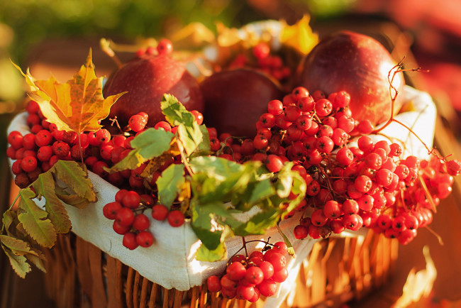 Обои картинки фото еда, фрукты, ягоды, яблоки, калина