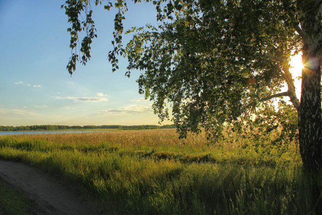 Обои картинки фото природа, деревья, береза, солнце