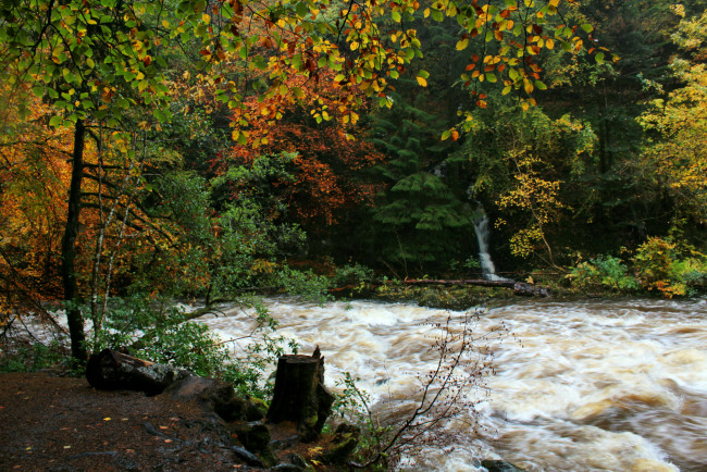 Обои картинки фото природа, реки, озера, лес, поток, река