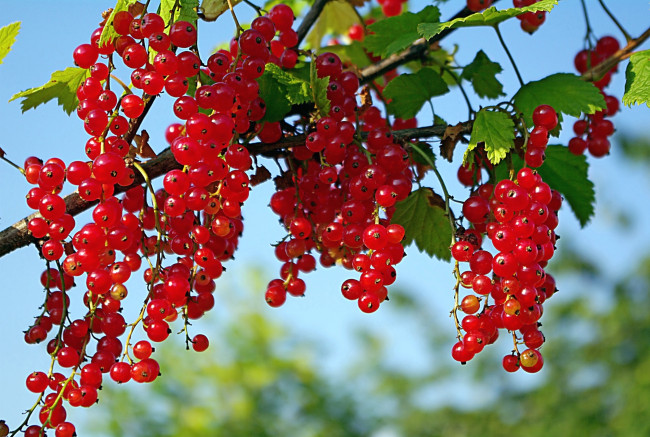 Обои картинки фото природа, Ягоды, смородина