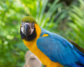 Картинка животные попугаи взгляд птица клюв попугай bob decker