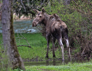 Картинка животные лоси сохатый