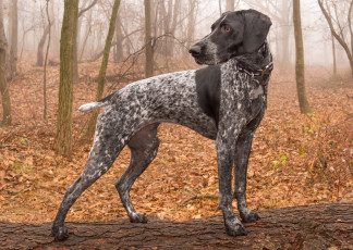 Картинка животные собаки лес пес