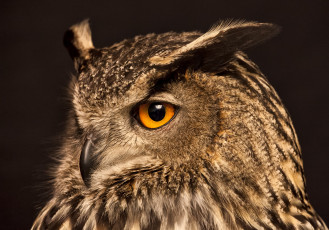 Картинка животные совы сова