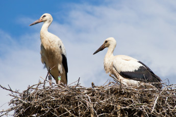 Картинка животные аисты гнездо