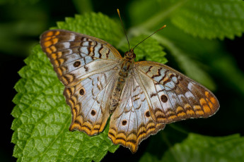 Картинка животные бабочки +мотыльки +моли бабочка