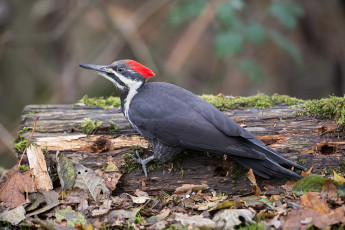 Картинка животные дятлы дятел