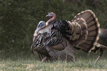 Картинка животные индюки
