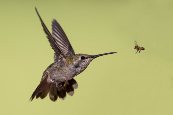 Картинка животные колибри