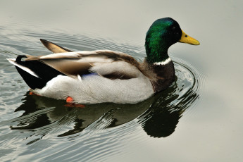 Картинка животные утки утка