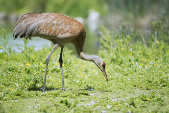 Картинка животные журавли журавль