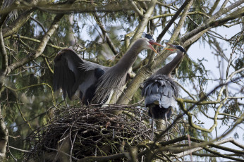 Картинка животные цапли +выпи гнездо