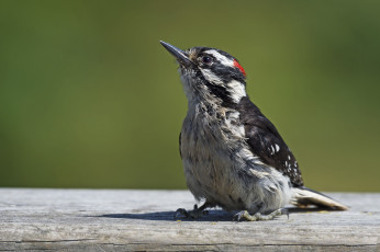 Картинка животные дятлы дятел