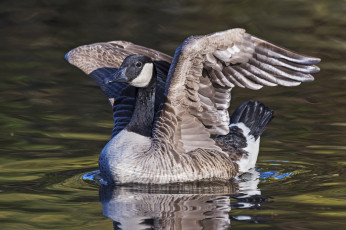 Картинка животные гуси гусь канадский