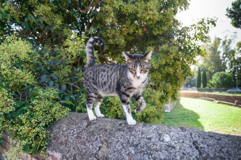 Картинка животные коты котик