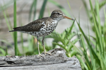 Картинка животные птицы кулик