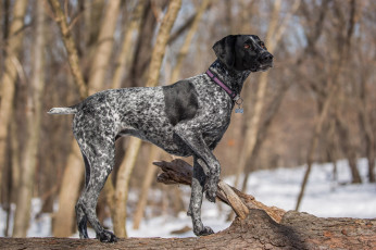 Картинка животные собаки пес лес