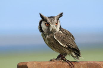 Картинка животные совы сова