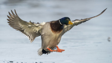 Картинка животные утки утка