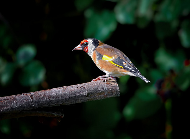 Обои картинки фото животные, щеглы,  чижи, птичка