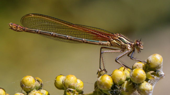 Обои картинки фото животные, стрекозы, крылья, стрекоза