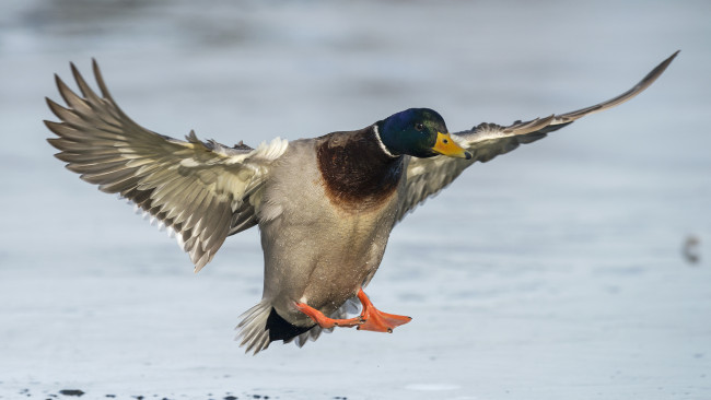 Обои картинки фото животные, утки, утка