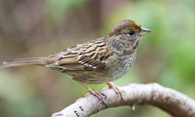 Обои картинки фото животные, воробьи, воробей