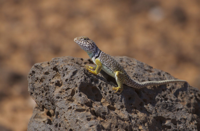 Обои картинки фото eastern collared lizard, животные, Ящерицы,  игуаны,  вараны, ящерка
