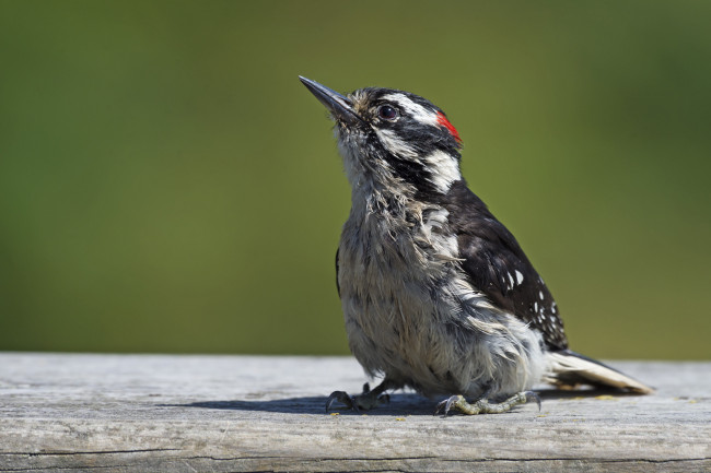 Обои картинки фото животные, дятлы, дятел