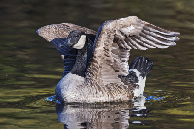 Обои картинки фото животные, гуси, гусь, канадский