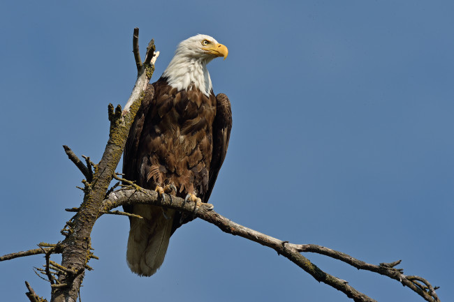 Обои картинки фото животные, птицы - хищники, орлан, белоголовый