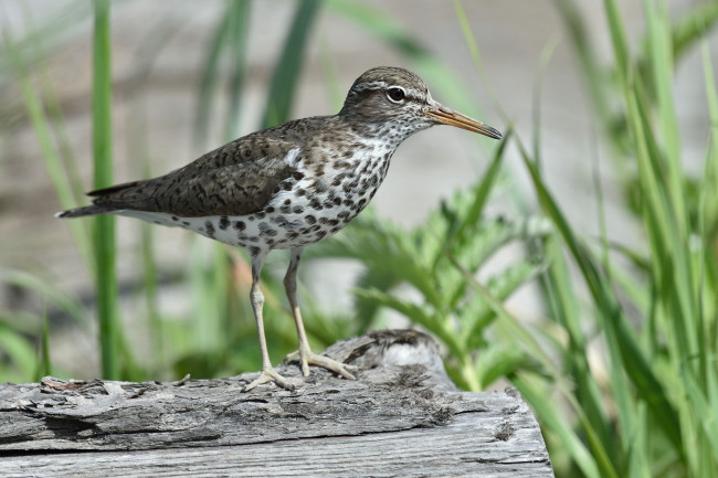 Обои картинки фото животные, птицы, кулик