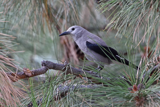 Обои картинки фото животные, сизоворонки , ракши, сизоворонка