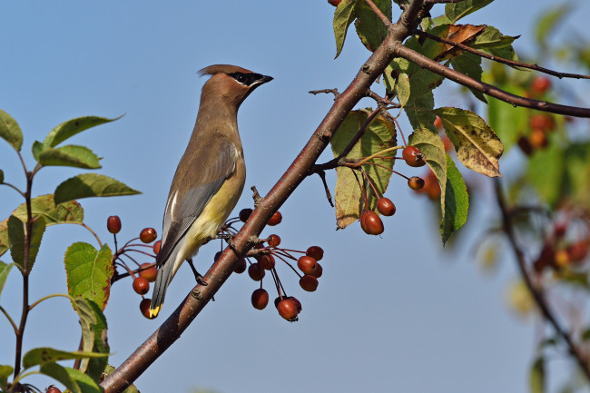 Обои картинки фото животные, свиристели, рябинник, дрозд