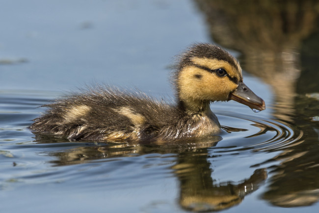 Обои картинки фото животные, утки, утенок