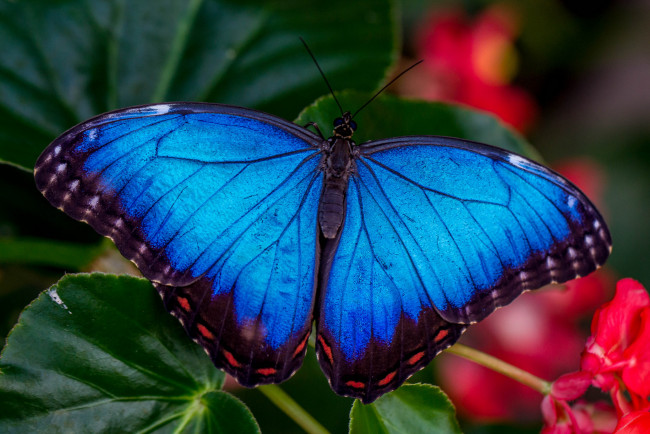 Обои картинки фото животные, бабочки,  мотыльки,  моли, бабочка