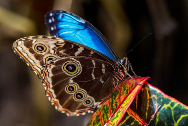 Обои картинки фото животные, бабочки,  мотыльки,  моли, бабочка