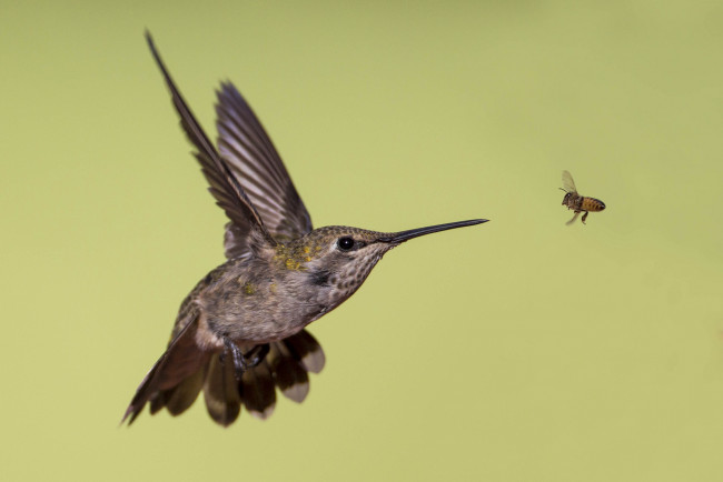 Обои картинки фото животные, колибри