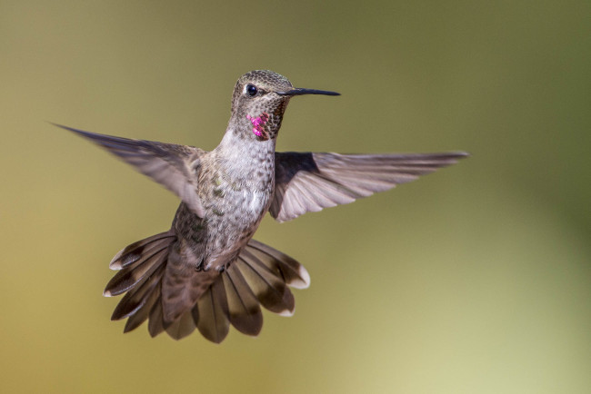 Обои картинки фото животные, колибри